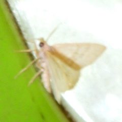 Chlorochlamys appellaria