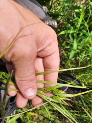 Carex pallescens