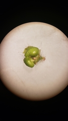 Plagiobothrys torreyi diffusus