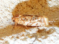 Choristoneura houstonana