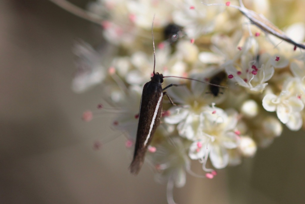 Scythris interrupta