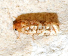 Choristoneura houstonana