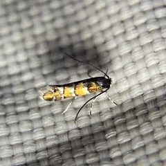 Chrysaster ostensackenella
