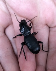 Pterostichus lama