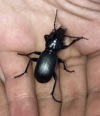 Pterostichus lama
