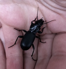 Pterostichus lama