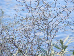 Coprosma propinqua