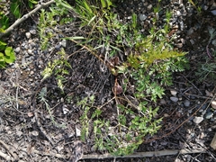 Cnidium cnidiifolium