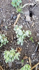 Psilocarphus tenellus