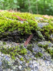 Pseudopolydesmus canadensis