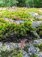 Pseudopolydesmus canadensis