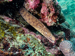 Gymnothorax reevesii