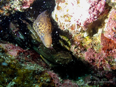 Gymnothorax reevesii