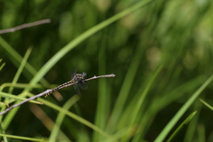 Austrogomphus collaris