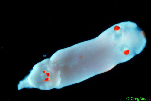 Verconia simplex (Pease, 1871)