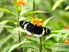 Heliconius eleuchia