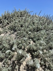 Artemisia pycnocephala