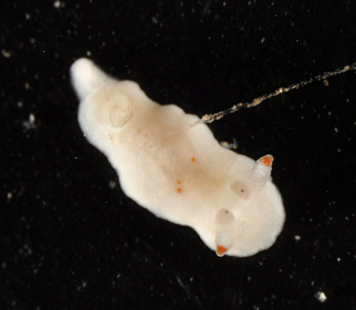 Verconia simplex