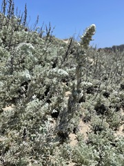 Artemisia pycnocephala
