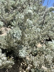 Artemisia pycnocephala