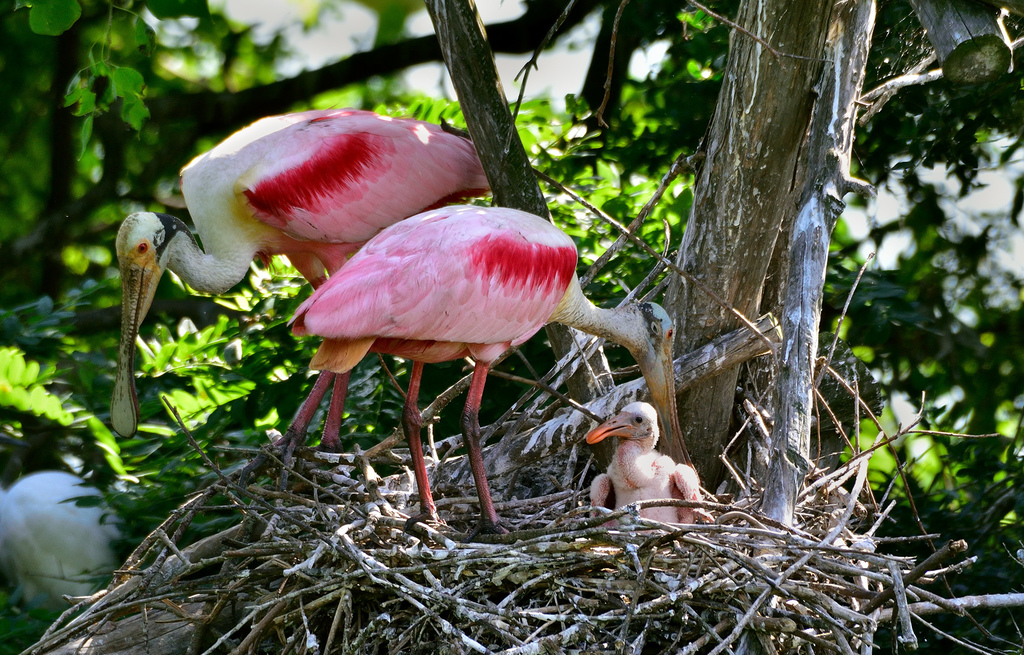 Spoonbills