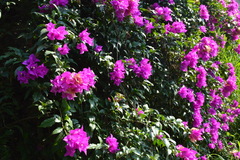 Bougainvillea