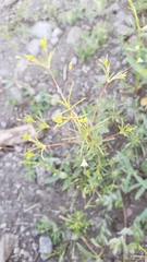 Linanthus harknessii