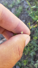 Linanthus harknessii