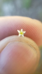 Linanthus harknessii