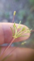 Linanthus harknessii