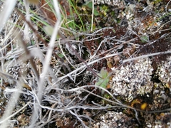 Draba yukonensis
