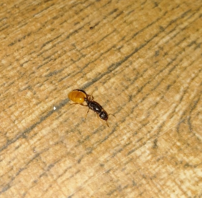 Carebara leei