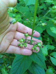 Scrophularia nodosa