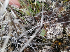 Draba yukonensis