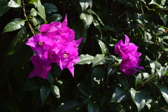 Bougainvillea