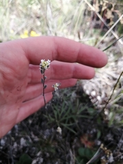 Draba yukonensis