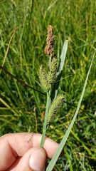 Carex nebrascensis