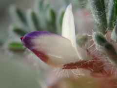 Lupinus uncialis
