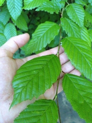 Carpinus betulus