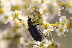 Pseudoluperus maculicollis