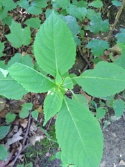 Impatiens parviflora