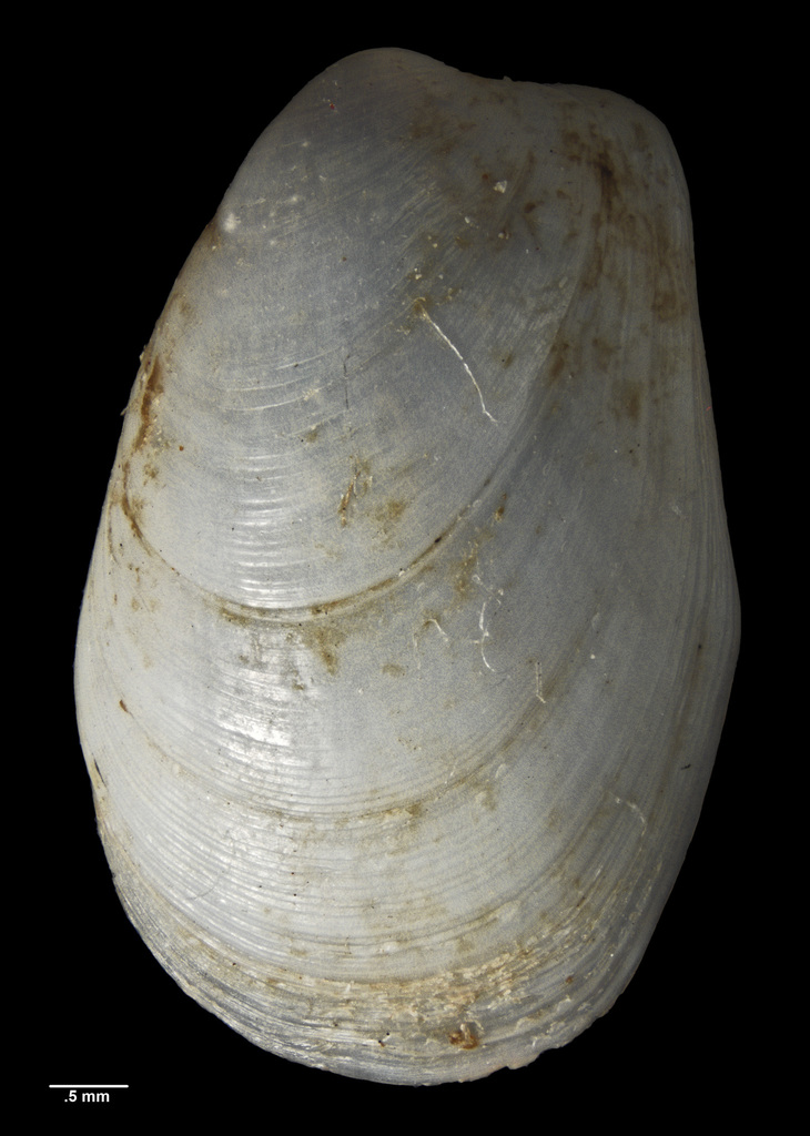 Kidderia rakiura