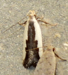 Dichomeris serrativittella