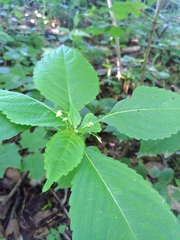 Impatiens parviflora