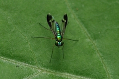 Condylostylus nebulosus