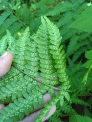 Dryopteris filix-mas