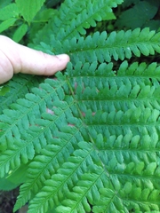 Dryopteris filix-mas