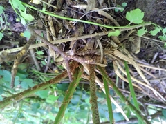 Dryopteris filix-mas