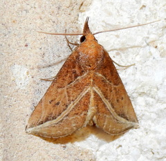 Phyprosopus callitrichoides