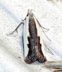 Dichomeris serrativittella